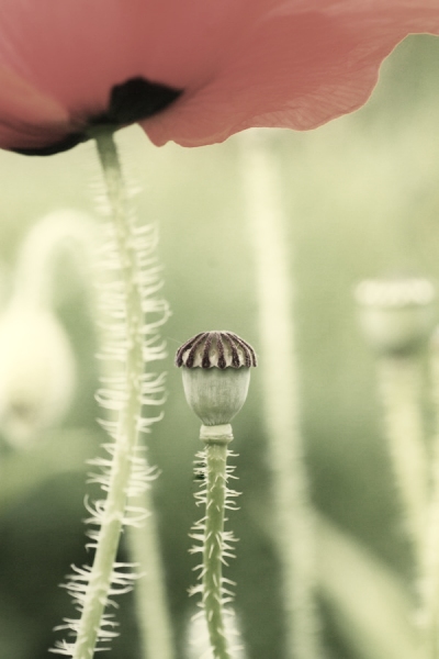 Mohnblume
